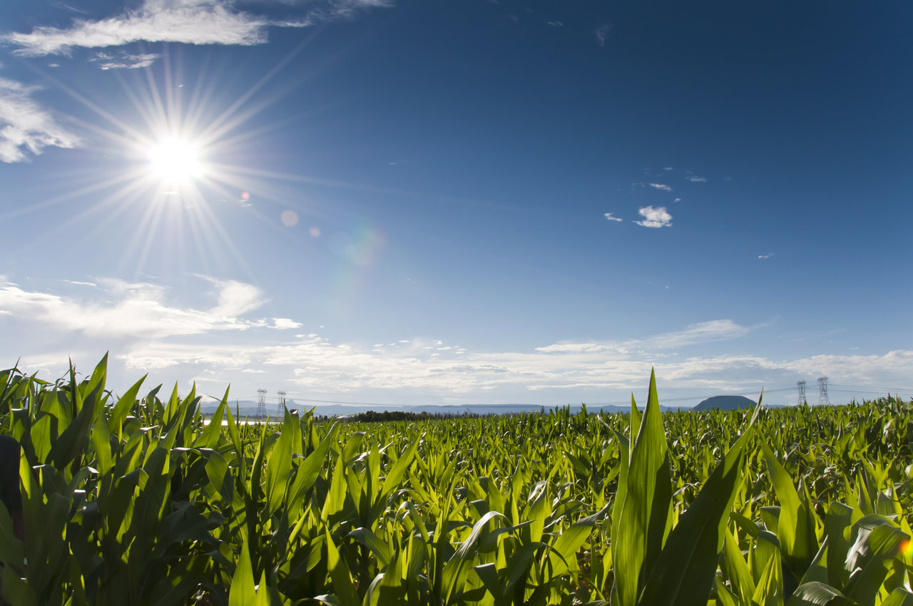 altalanos-kitekinto-gabonak